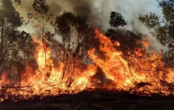 Corrientes: convocan a marchar por los incendios frente al Festival del Chamamé
