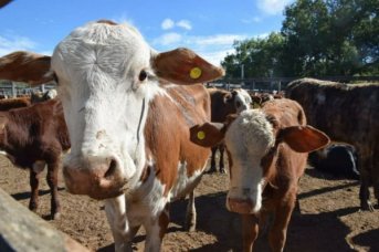 FAO destaca proyecto en Corrientes para aumentar producción de carne y bajar emisiones
