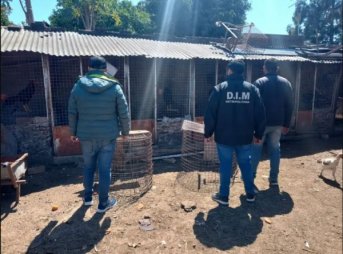 Corrientes: Investigaban un robo y terminaron rescatando 30 gallos de riña
