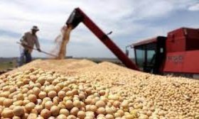 Productores vendieron m�s de 589.000 toneladas de soja y acumulan 7,59 millones