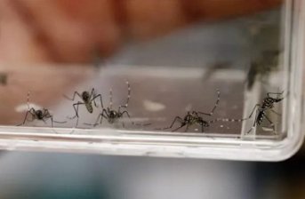Chaco superó los 6 mil casos de dengue