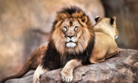 Tragedia en India: un hombre se meti� a la jaula de los leones para sacarse una selfie y muri� devorado

