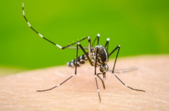 Corrientes registra 350 casos activos de dengue
