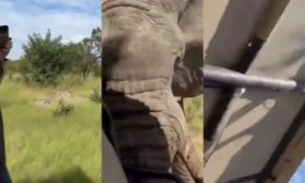 Una mujer de 80 aos muri al ser embestida por un elefante