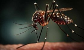 Dengue: la primera muerte en el pas por coinfeccin se produjo en el Chaco