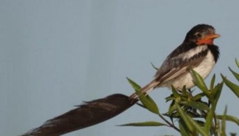 El CONICET investigará la desaparición de aves en el Iberá