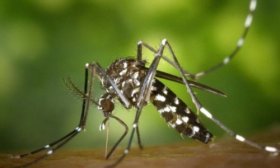 Argentina registra ms de 420 mil casos de dengue pero comienza a descender el contagio